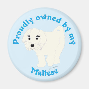 Aimant Fièrement possédé par un Maltais