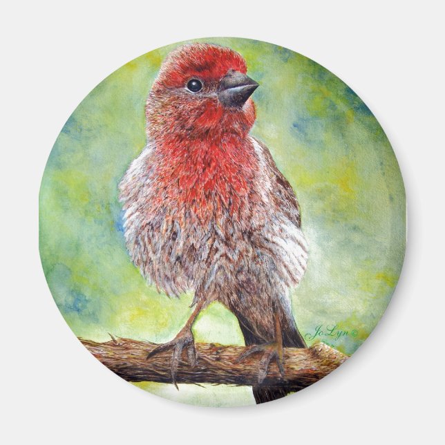 Aimant Finchy (Devant)