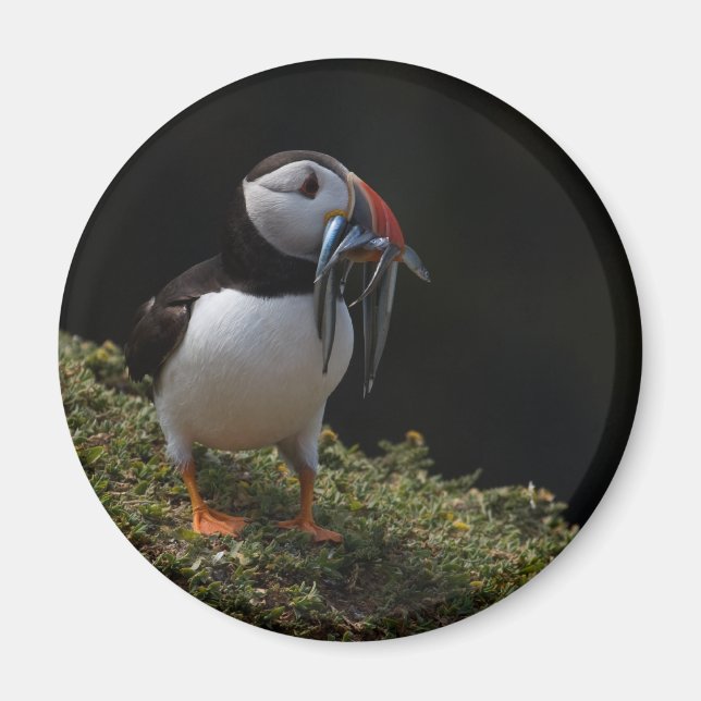 Aimant Fisher Puffin (Devant)