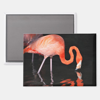 Aimant Flamant