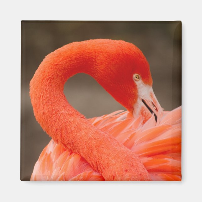 Aimant flamant des Caraïbes (Devant)