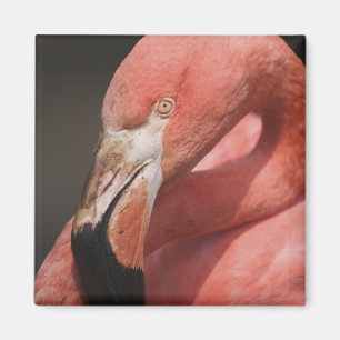 Aimant Flamant du Chili, Phoenicopterus chilensis