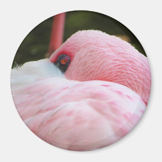 Aimant Flamant rose
