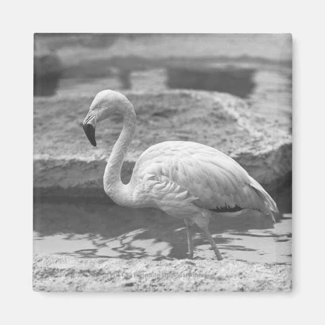 Aimant Flamant rose en eau B&W (Devant)