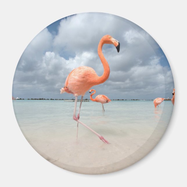 Aimant Flamants roses Beach Aruba (Devant)