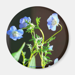 Aimant Fleur-Aimant bleu