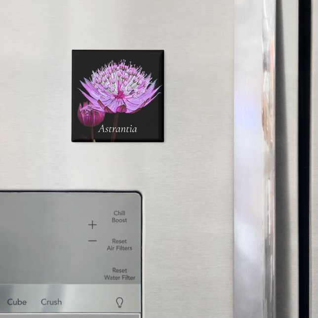 Aimant Fleur Astrantia rose sur Floral noir (In situ (réfrigérateur))