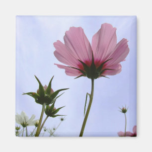 Aimant Fleur Cosmos