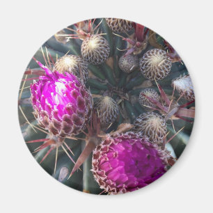 Aimant Fleur de cactus