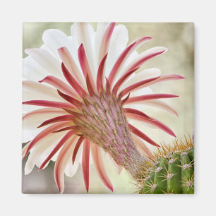 Aimant Fleur de cactus en fleur nocturne