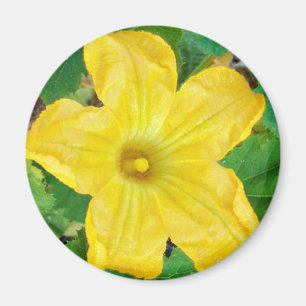 Aimant Fleur de courgettes
