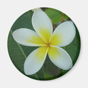 Aimant Fleur de Frangipani