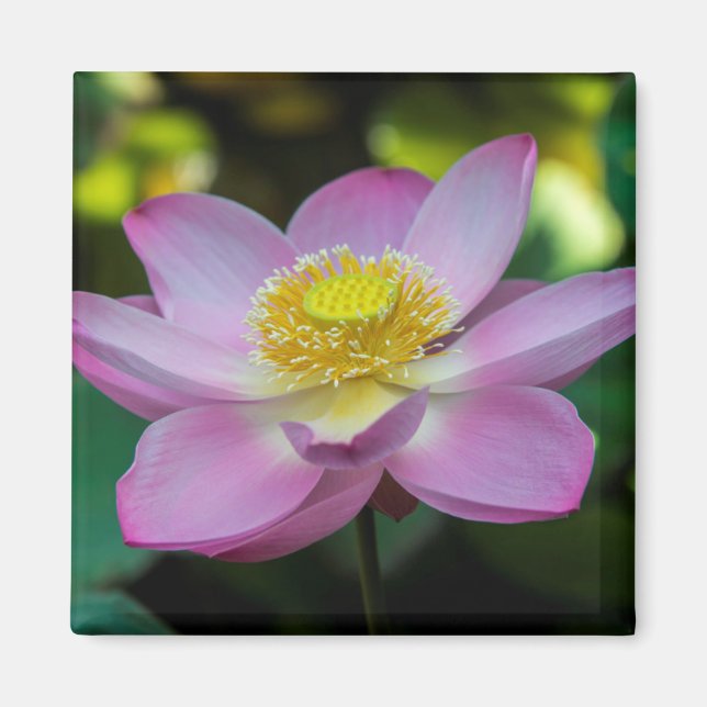 Aimant Fleur de lotus en fleurs, Indonésie (Devant)