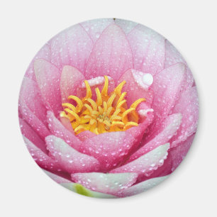 Aimant Fleur de lys d'eau PInk