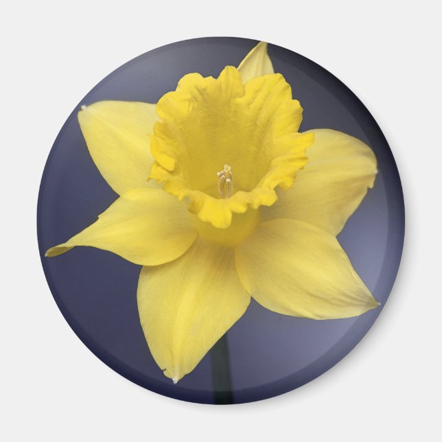 Aimant Fleur de Narcisse jaune peinture à l'aquarelle flo (Devant)