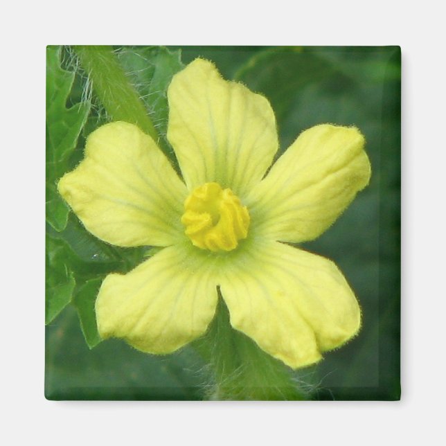 Aimant Fleur de pastèque (Devant)