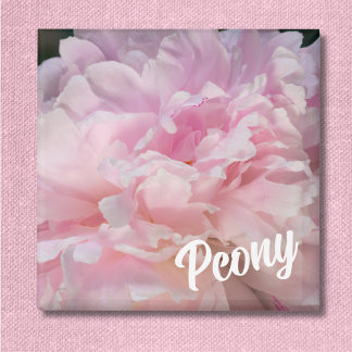 Aimant Fleur de pivoine rose pour les amateurs de pivoine