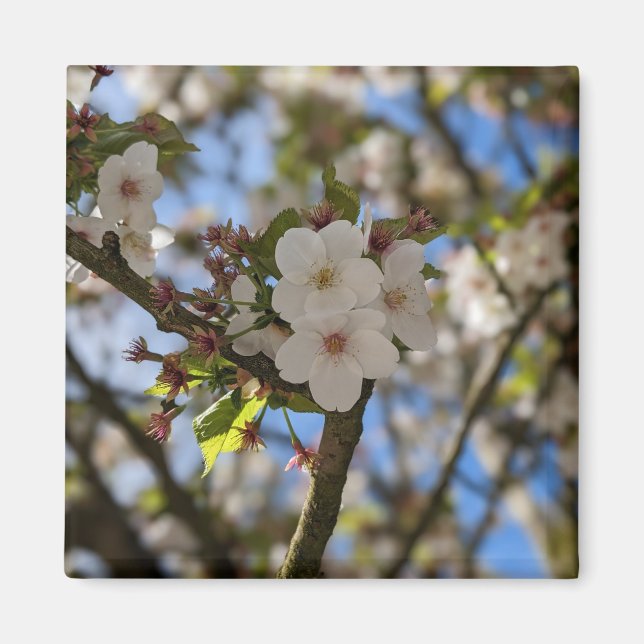 Aimant Fleur de printemps (Devant)