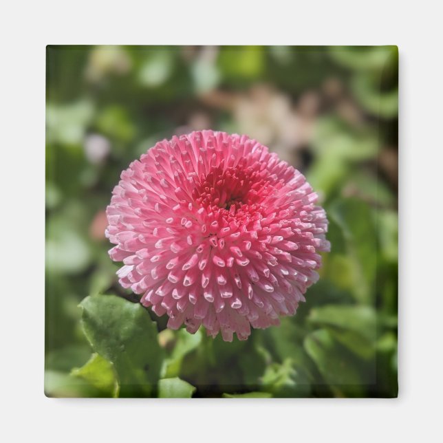 Aimant Fleur de printemps (Devant)