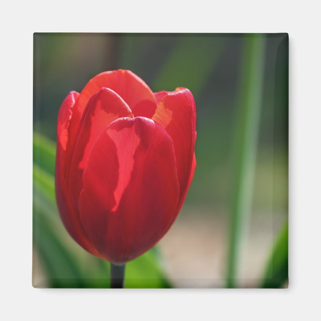 Aimant Fleur de printemps de la Tulipe rouge (Devant)