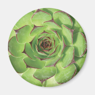 Aimant Fleur de printemps des cactus succulents verts