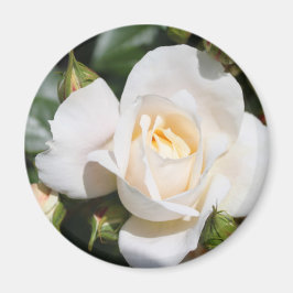 Aimant fleur de rose blanche assez pure. art photographiq