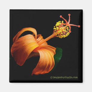 Aimant fleur d'Hibiscus autochtone de Kokio