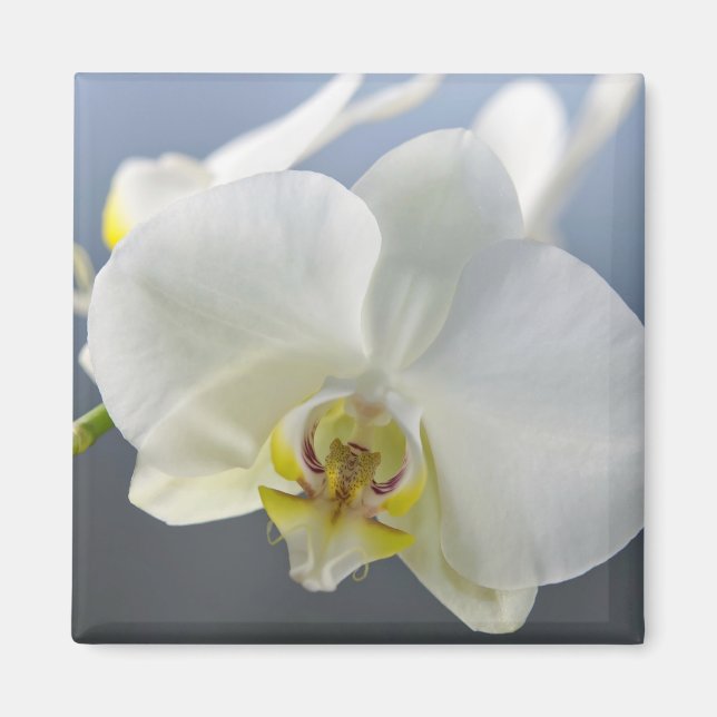 Aimant Fleur d'orchidée blanche (Devant)