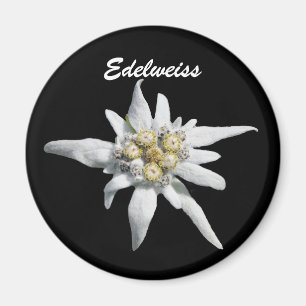 Aimant Fleur Edelweiss
