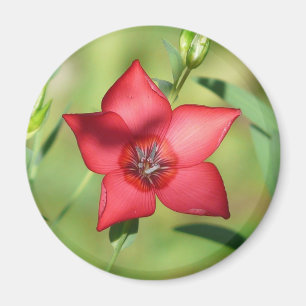 Aimant Fleur Étoile Rouge Feuillage Vert
