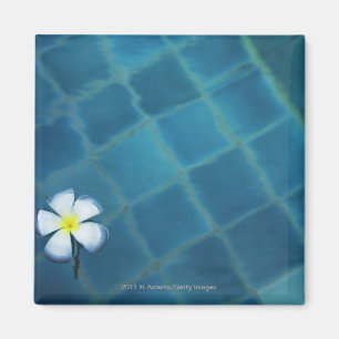 Aimant fleur frangipani simple flottant dans l'eau