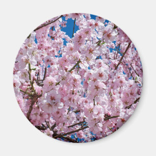 Aimant Fleur japonaise de cerisier