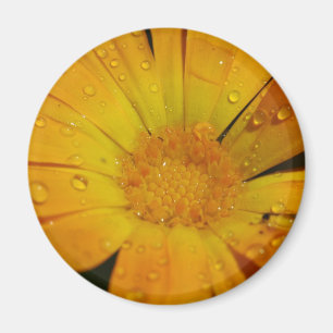 Aimant - fleur jaune avec des baisses de l'eau