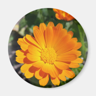 Aimant fleur marigée