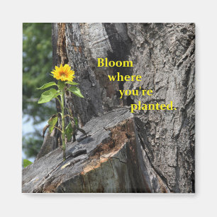 aimant - fleur où vous êtes planté