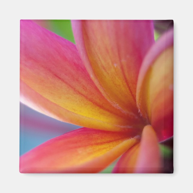 Aimant Fleur Plumeria Tropicale Rose Profond Jaune Orange (Devant)