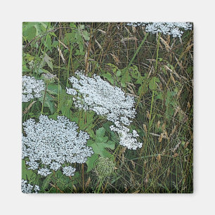 Aimant Fleur sauvage blanche de dentelle de la Reine Anne
