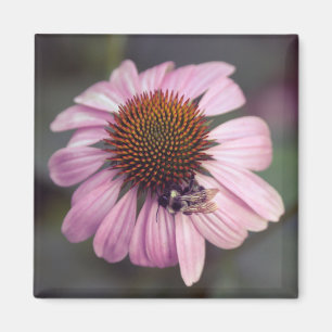 Aimant Fleur sauvage - Confleur pourpre / Echinacea