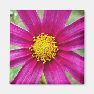 Aimant Fleur sauvage de Cosmos pourpre