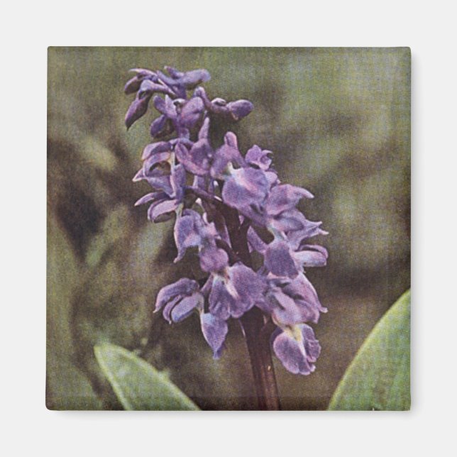 Aimant Fleur sauvage : Orchidées violettes précoces (Devant)