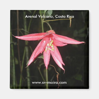 Aimant Fleur, Volcan Arenal, Costa Rica