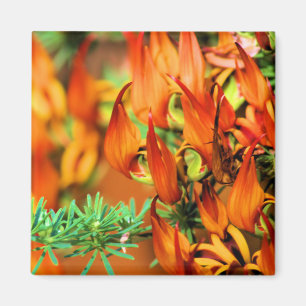 Aimant Fleurit d'orange rouge sur ce jardin de la Crocosm