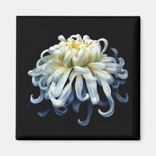 Aimant Fleurs   Chrysanthème blanc