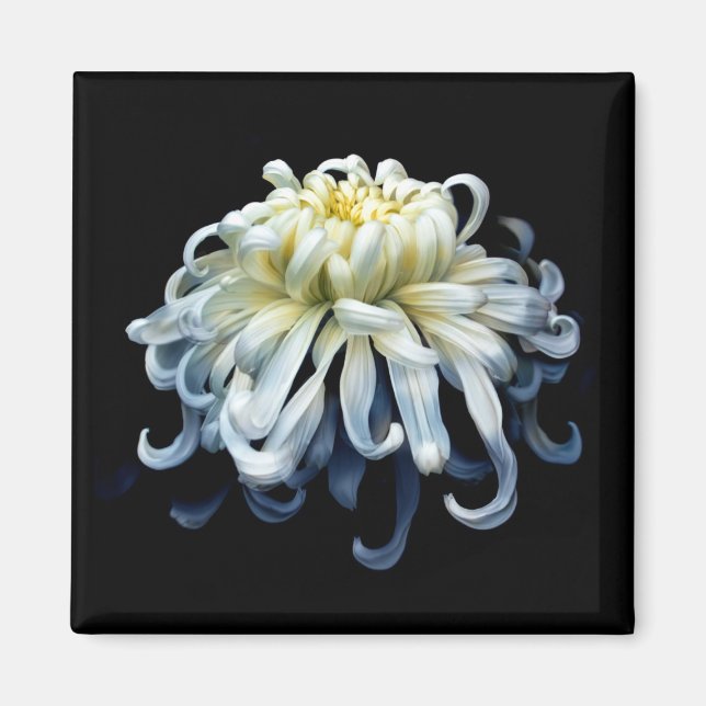 Aimant Fleurs | Chrysanthème blanc (Devant)