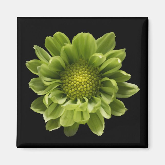 Aimant Fleurs | Chrysanthème vert (Devant)