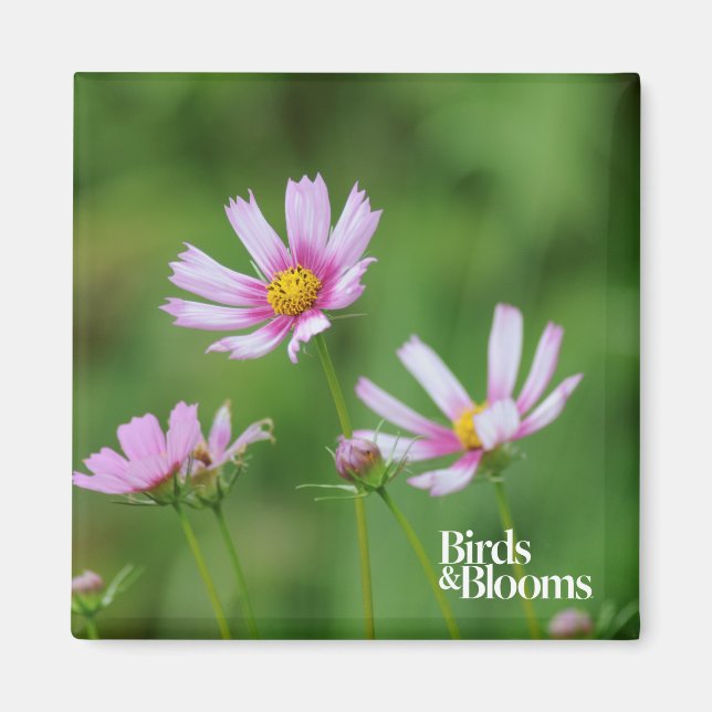 Aimant Fleurs Cosmos (Devant)