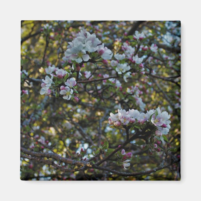 Aimant Fleurs d'Apple (Devant)