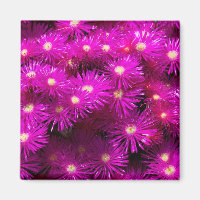 Fleurs d'aster rose