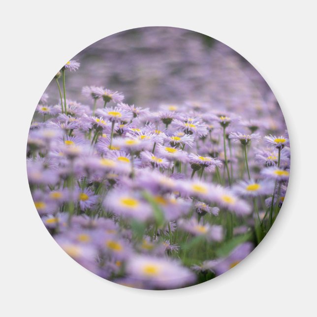 Aimant Fleurs d'aster violet (Devant)