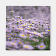 Fleurs d'aster violet